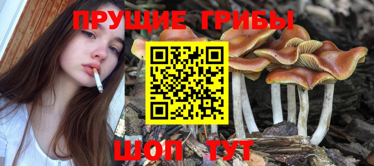Губкин  Галлюциногенные грибы MAGIC MUSHROOMS  Псилоцибиновые грибы Psilocybine cubensis  Вход с VPN 
